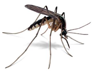 Norfolk County Mosquito Control Operations Update