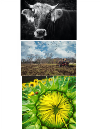 Up Close Steer, Birds and Plowing, Sunflower Blooming