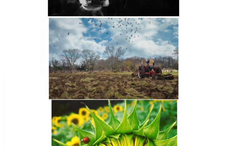 Up Close Steer, Birds and Plowing, Sunflower Blooming